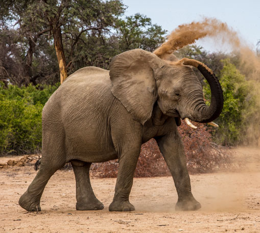 Desert elephant sand bath