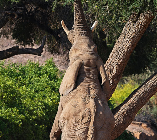 Elephant reaches up