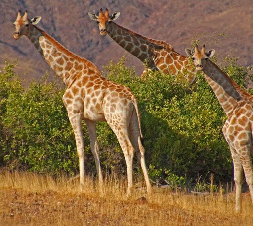Wildlife - giraffes